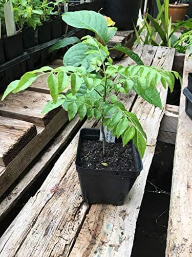 Curry Leaf Albero Murraya koenigii Albero in Un 4 Pollici Pot