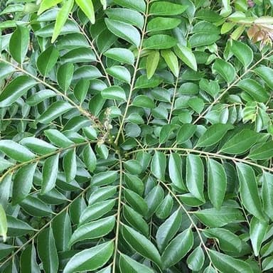 50pcs Fresh Curry Leaf Vegetable Seeds